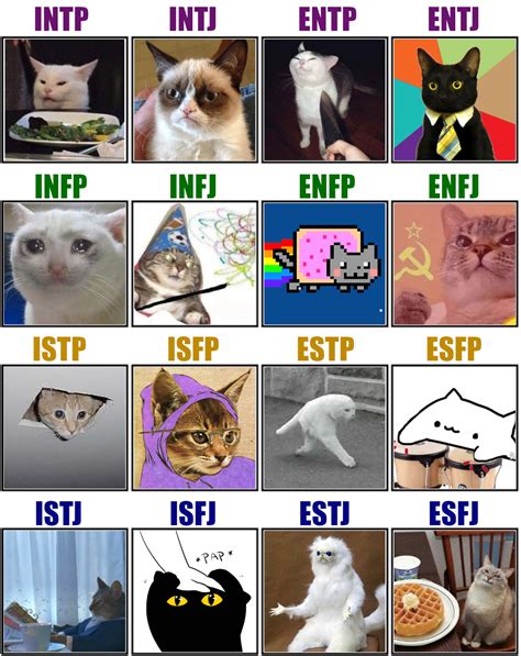 meme cat names
